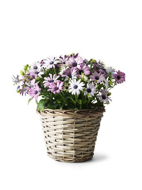 Kurv Edith - Ø18 Cm, Grå - Bilde 3