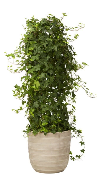 Potte Lucas - Ø31 Cm, Grå - Bilde 2