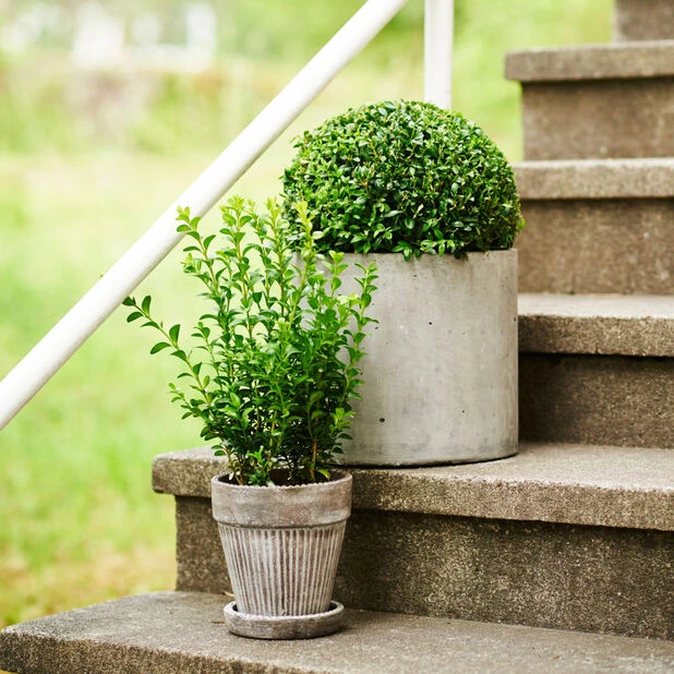 Potte Kelly Med Fat - Ø23 Cm, Grå - Bilde 4