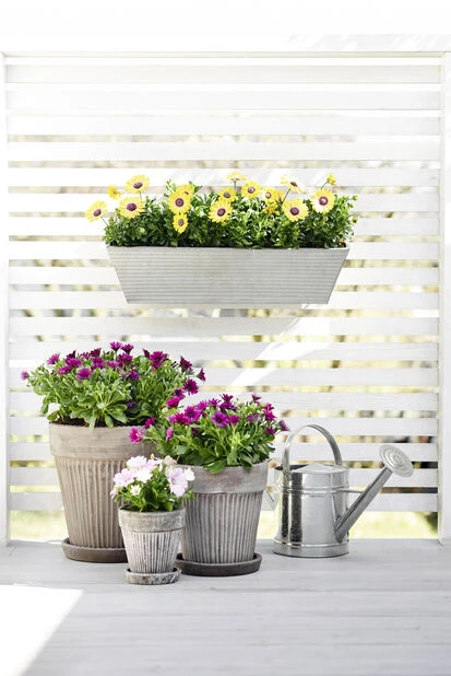 Planteskål Kelly Med Fat - Ø38 Cm, Grå - Bilde 3