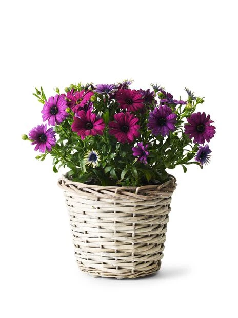 Kurv Edith - Ø18 Cm, Grå - Bilde 4