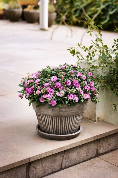 Planteskål Kelly Med Fat - Ø38 Cm, Grå - Bilde 2