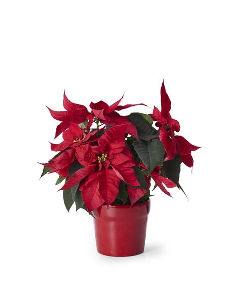 Potte Lena - Ø14 Cm, Rød - Bilde 3