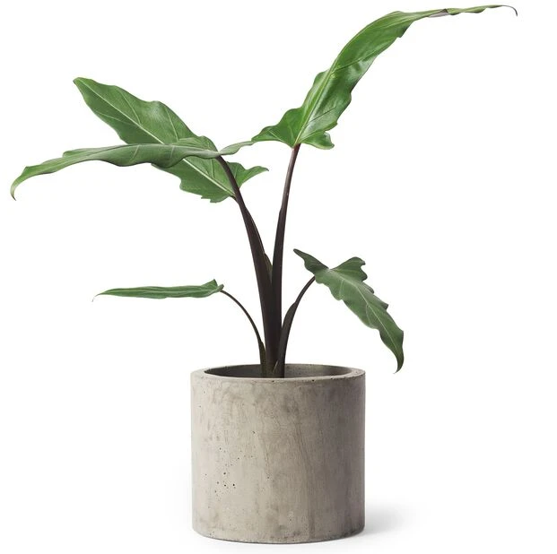 Potte Roy - Ø15 Cm, Grå - Bilde 2