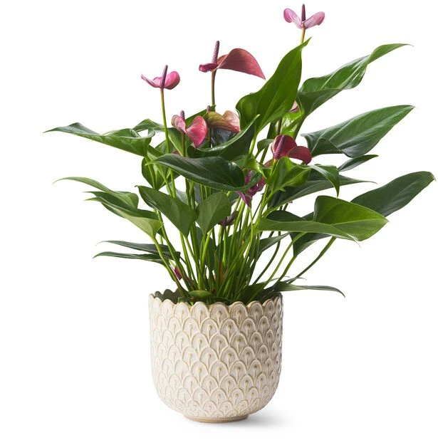 Potte Victoria - Ø15 Cm, Offwhite - Bilde 2