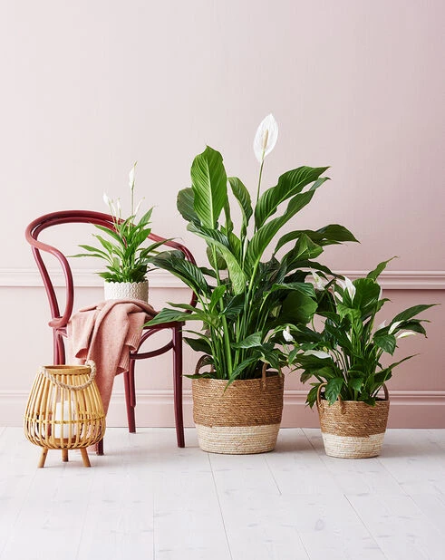 Blokklys - Høyde 20 Cm, Hvit - Bilde 2