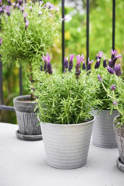 Potte Crewe - Ø17 Cm, Grå - Bilde 4