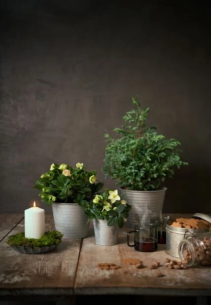 Potte Crewe - Ø17 Cm, Grå - Bilde 7