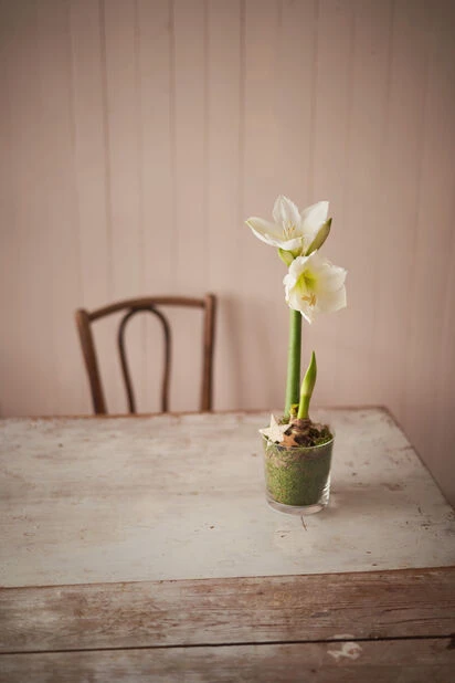 Potte Vanessa - Ø13 Cm, Transparent - Bilde 4