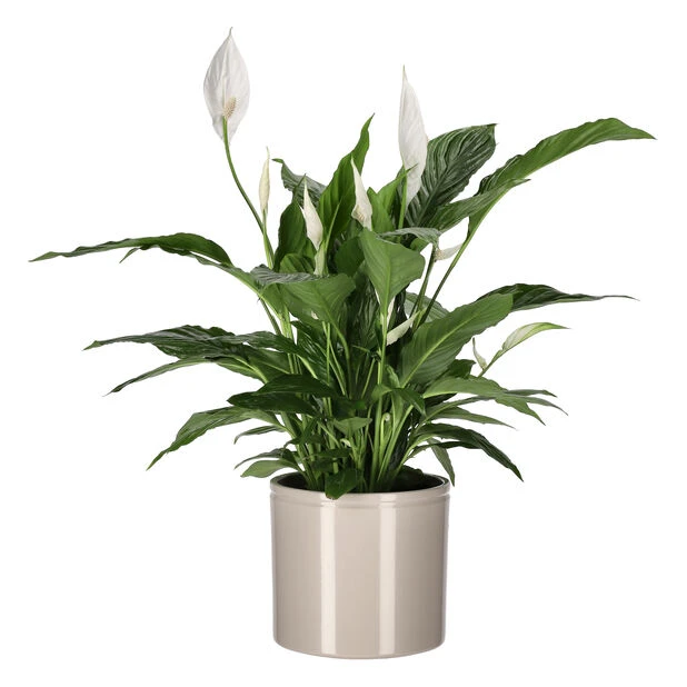 Potte Ada - Ø19 Cm, Beige - Bilde 2