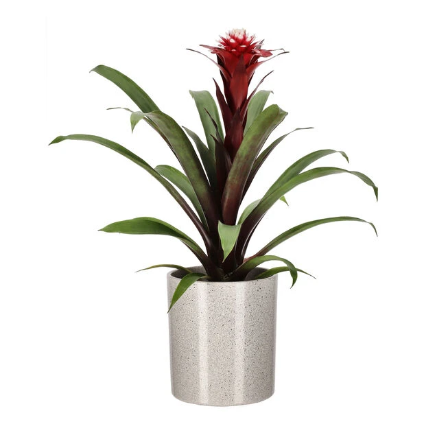 Potte Celia - Ø14 Cm, Grå - Bilde 2