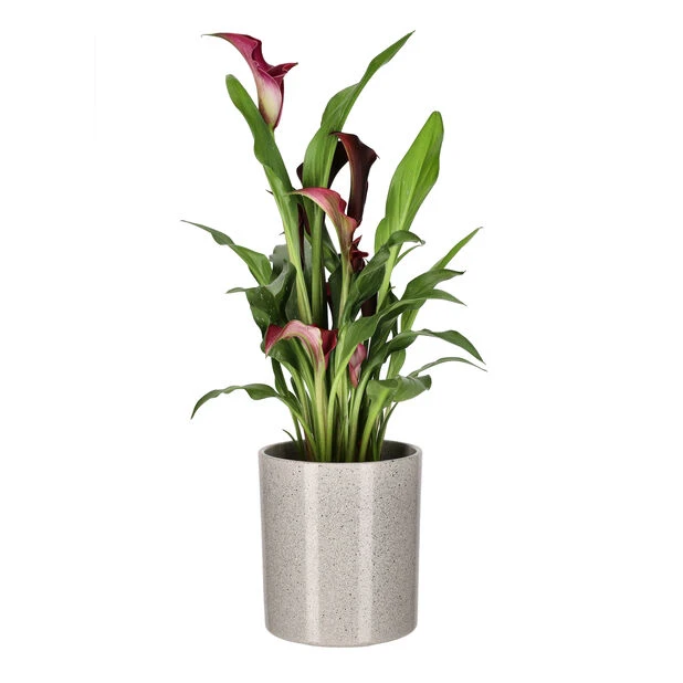 Potte Celia - Ø14 Cm, Grå - Bilde 4