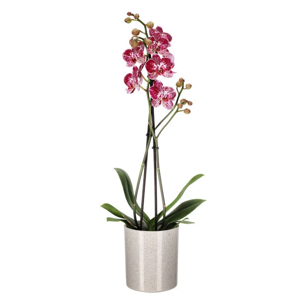 Potte Celia - Ø14 Cm, Grå - Bilde 3