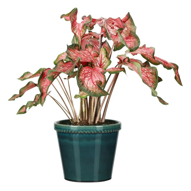 Potte Elliot - Ø21 Cm, Blå - Bilde 3