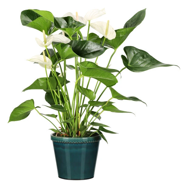 Potte Elliot - Ø21 Cm, Blå - Bilde 4