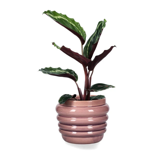 Potte Mauve - Ø15,5 Cm, Lilla - Bilde 2