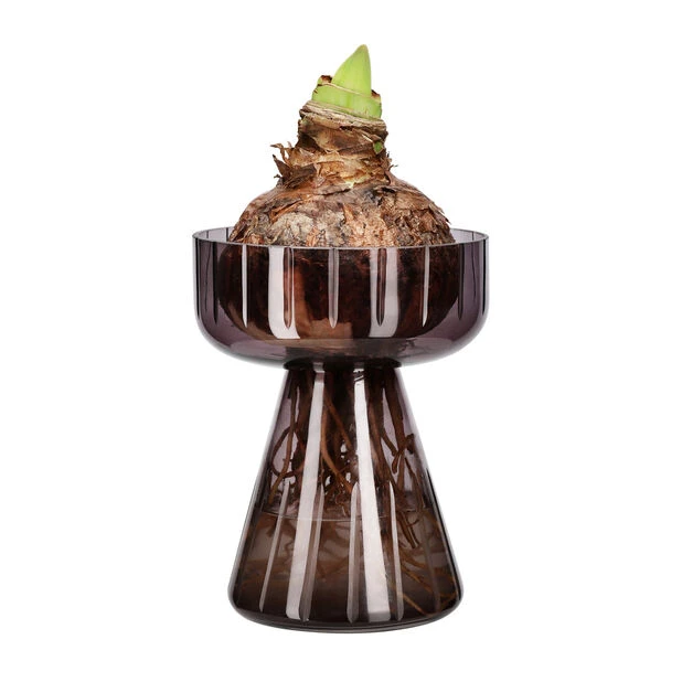 Amaryllisvase Nelia - Høyde 17 Cm, Grå - Bilde 2