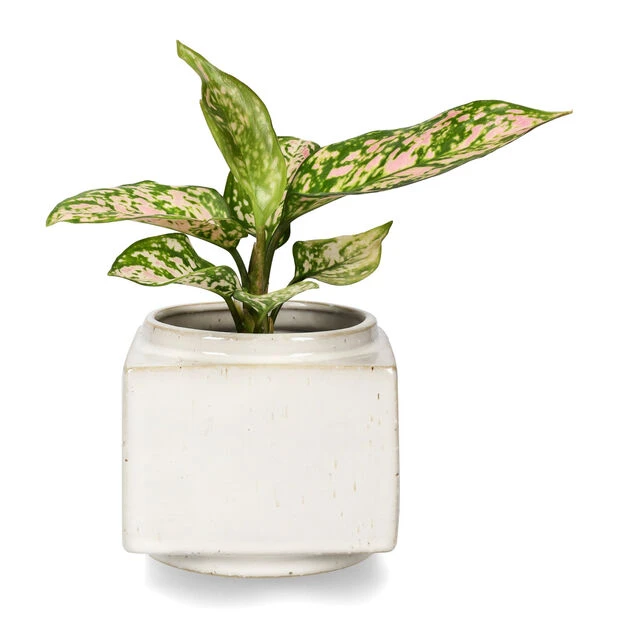 Potte Ohara - Ø11 Cm, Hvit - Bilde 2