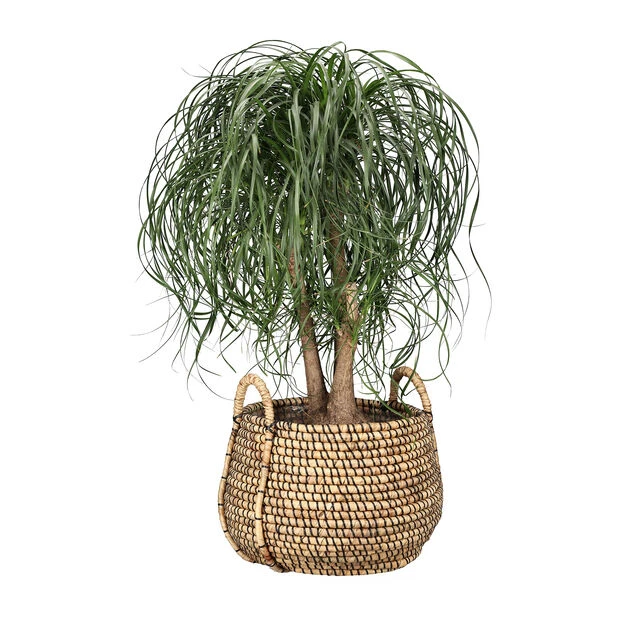 Potte Kacie - Ø50 Cm, Beige - Bilde 2