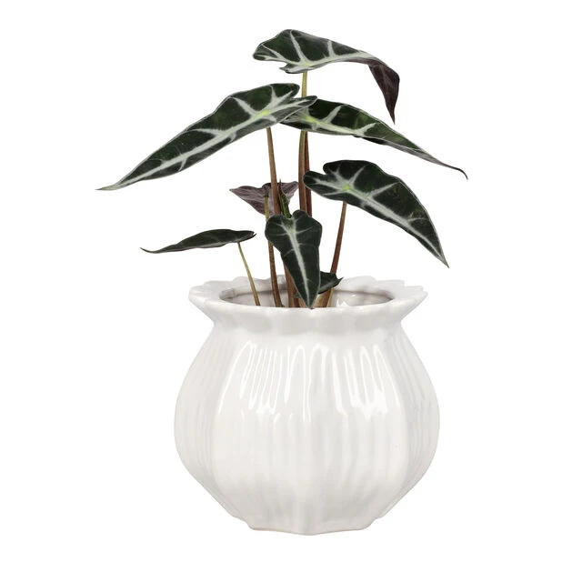 Potte Leia - Ø15 Cm, Hvit - Bilde 2