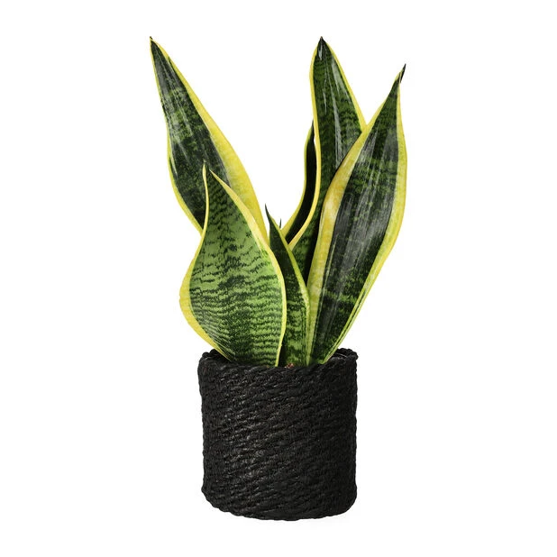 Potte Naledi - Ø11,5 Cm, Svart - Bilde 3